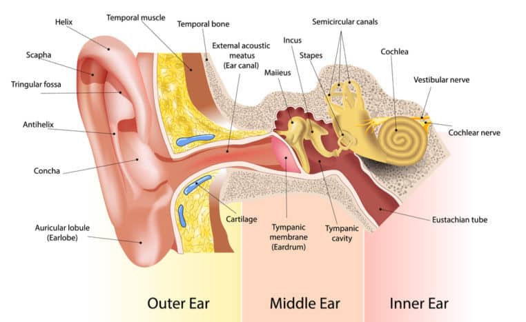 귀의 일부